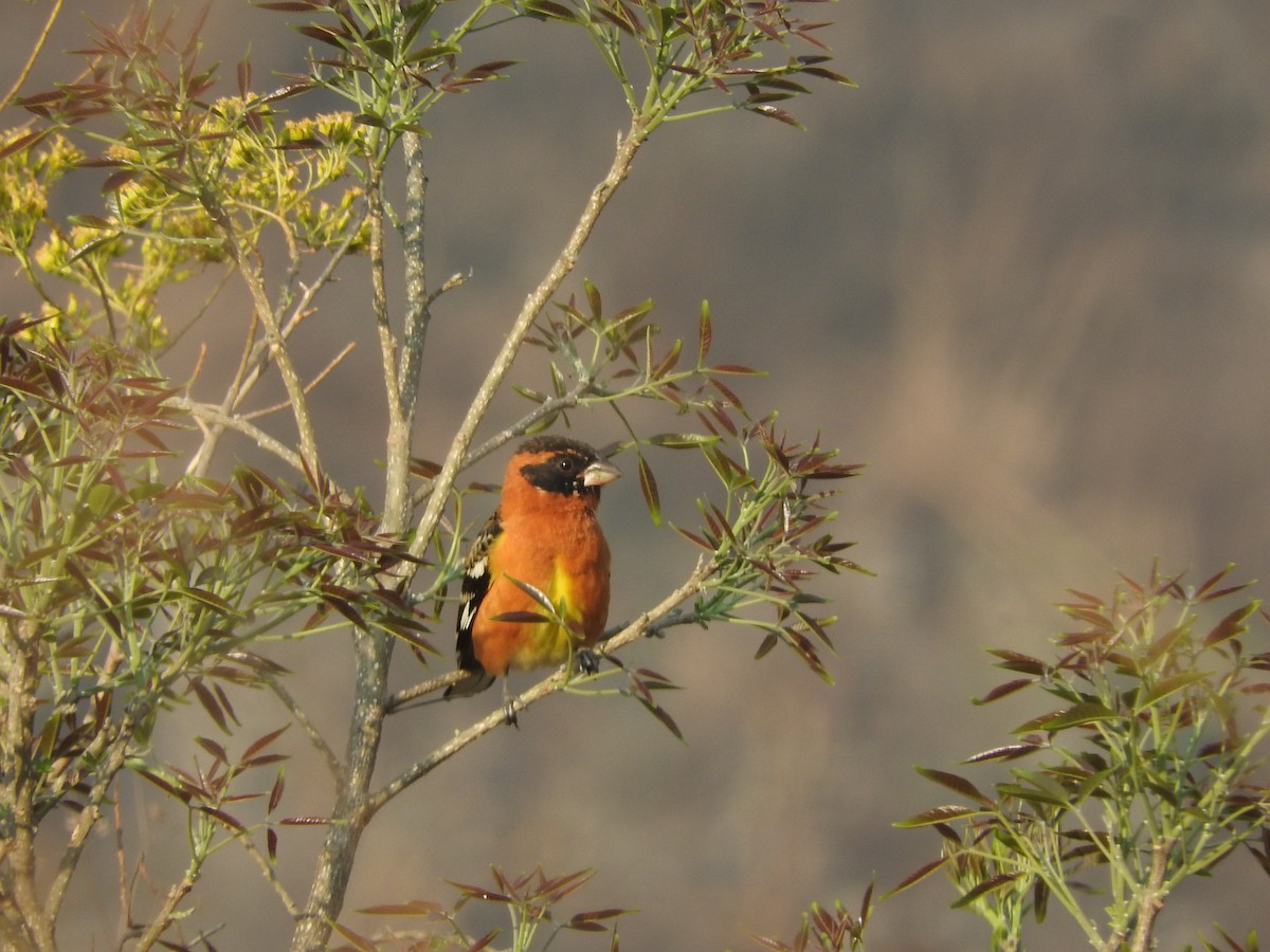 Black-headed Grosbeak - ML431783741