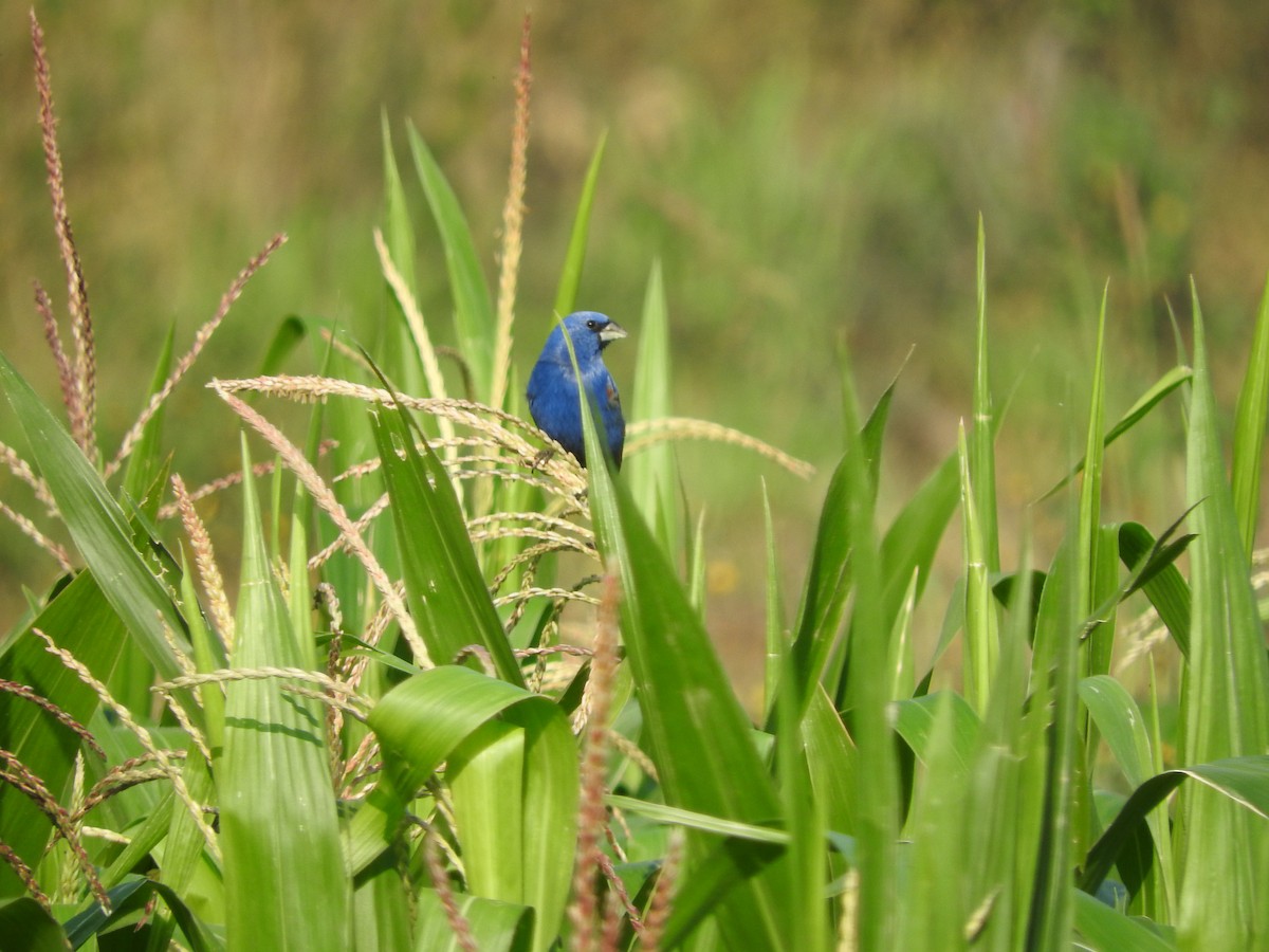 Blue Grosbeak - ML431783901