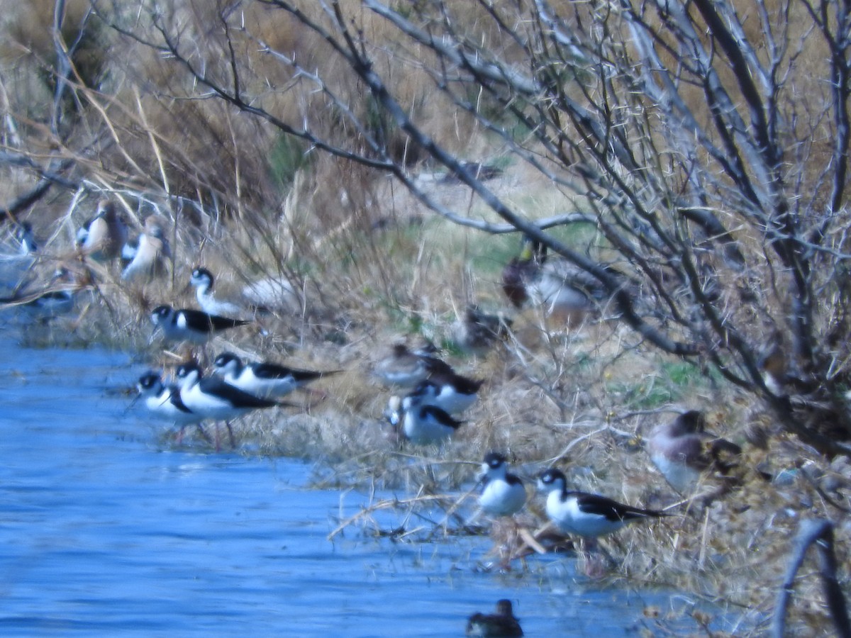 Black-necked Stilt - ML431784371