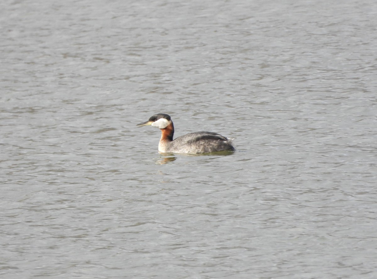 Red-necked Grebe - ML431784381