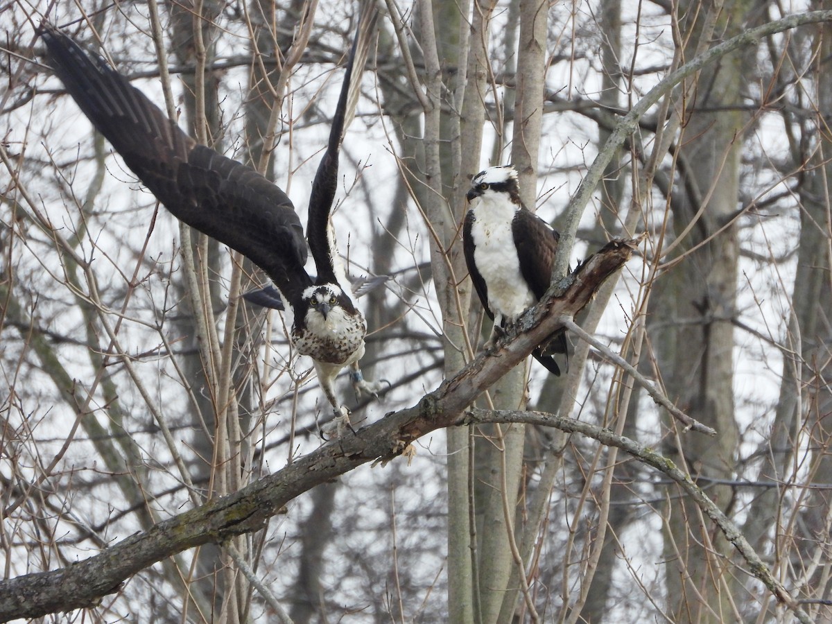Osprey - ML431785501