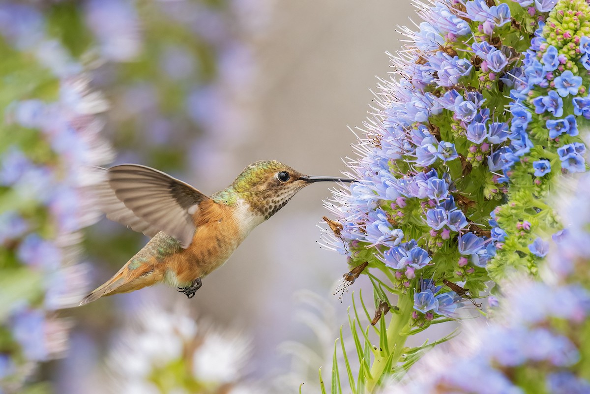 Allen's Hummingbird - ML431785711