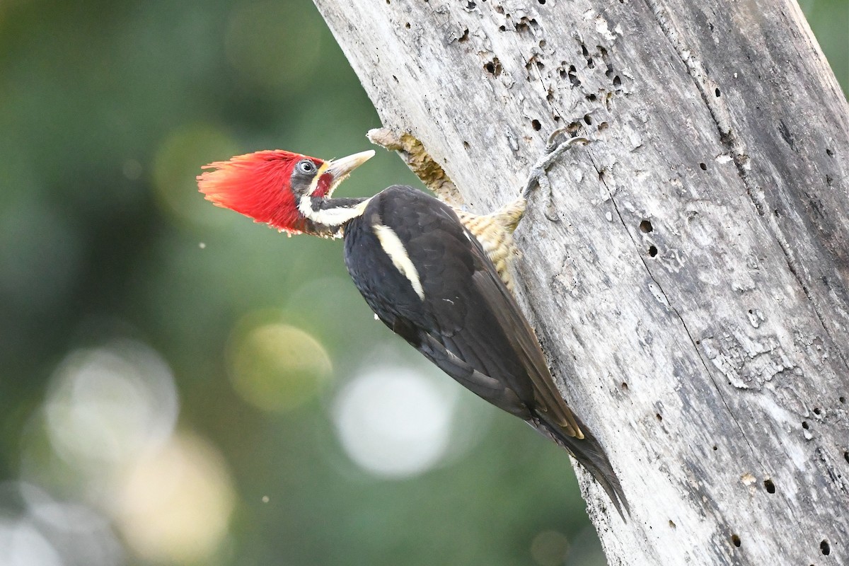 Lineated Woodpecker (Lineated) - ML431786051