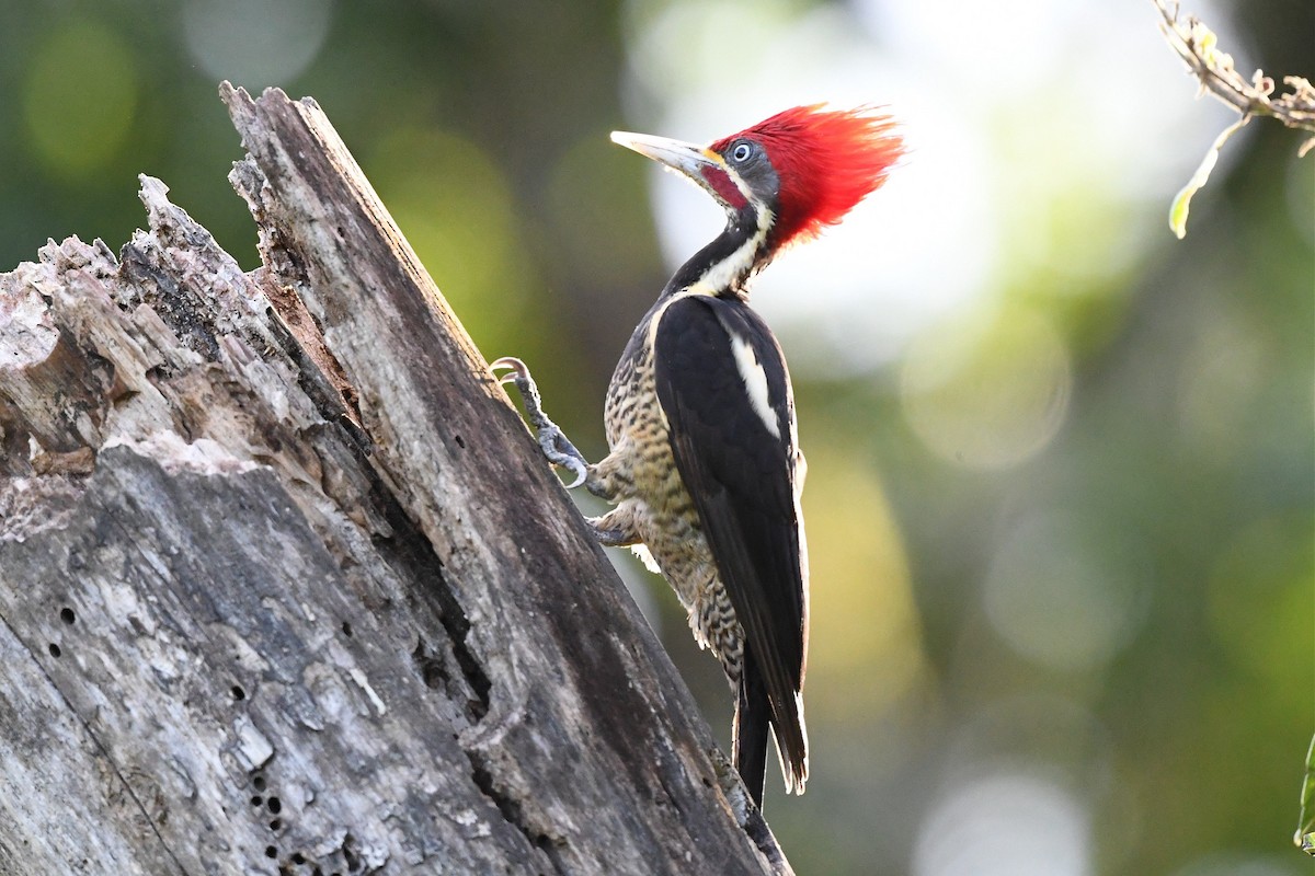 Lineated Woodpecker (Lineated) - ML431786081