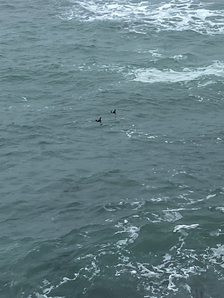 Pigeon Guillemot - ML431787161