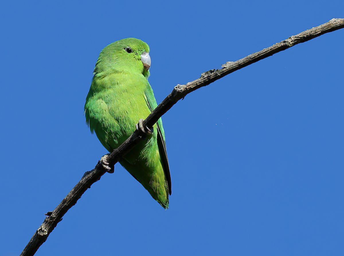 Mexican Parrotlet - ML431787331
