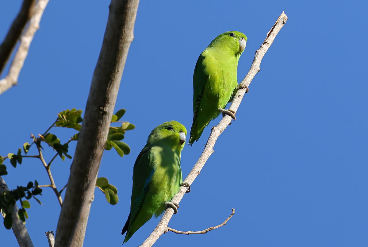 Mexican Parrotlet - Daniel Flemming