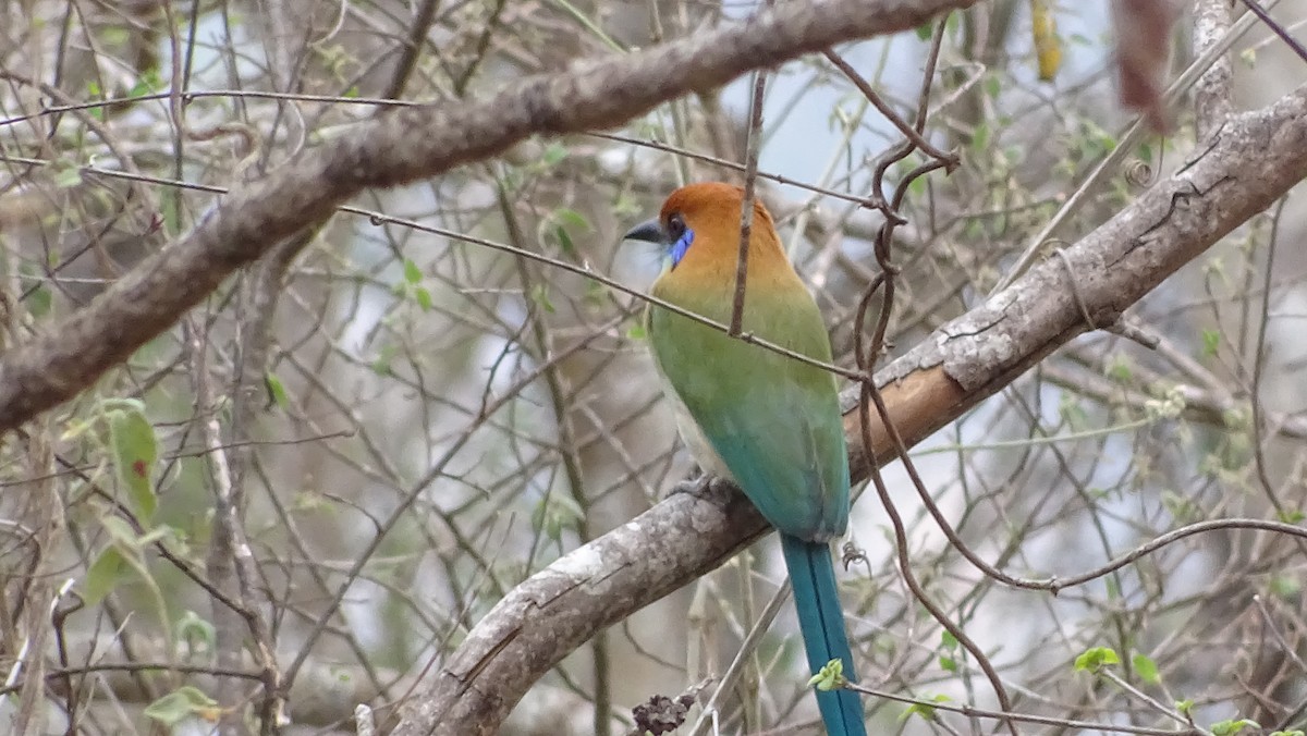 Russet-crowned Motmot - ML431787591