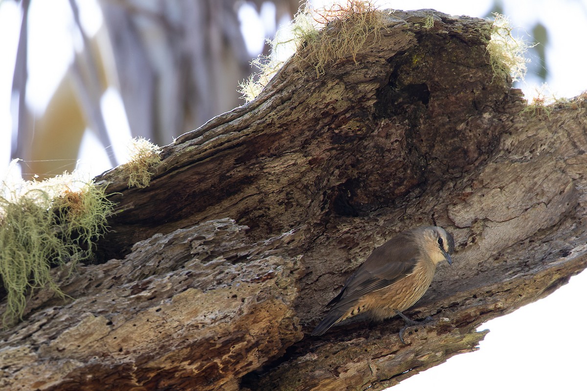 Brown Treecreeper - Steve Popple