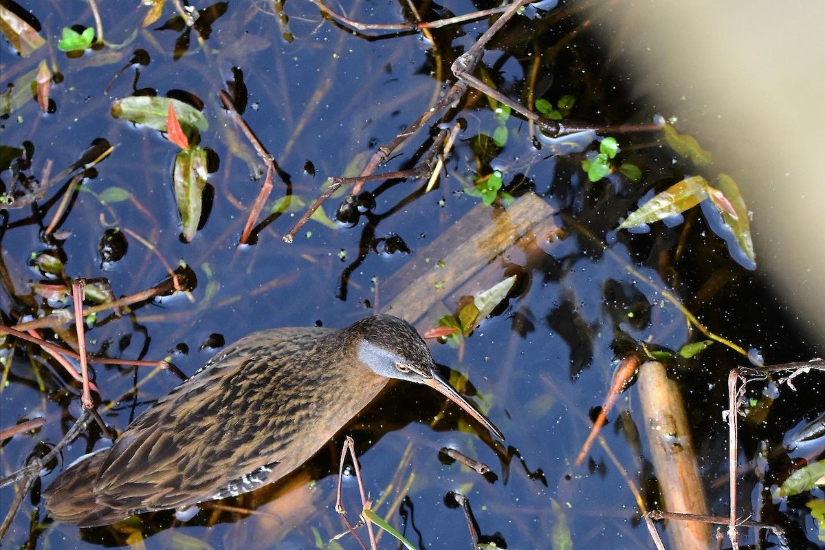 Virginia Rail - ML431788311