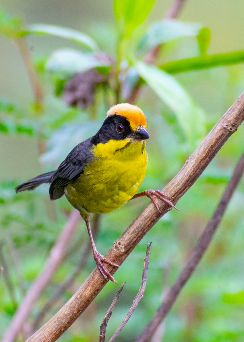 Yellow-breasted Brushfinch - ML431788741