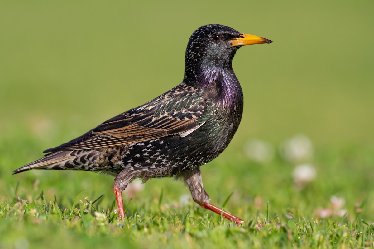 European Starling - ML431788971