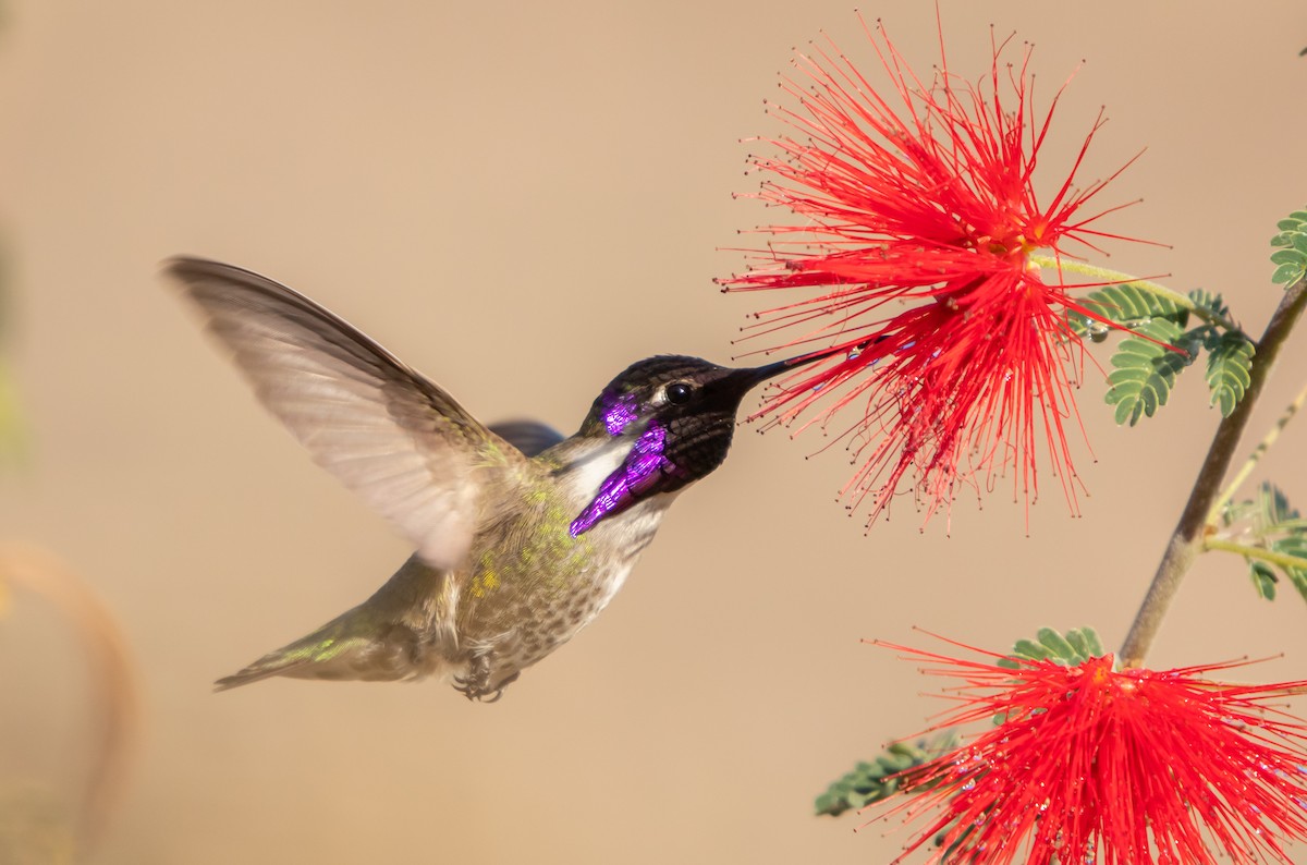 Costa's Hummingbird - Jeremy Cowan