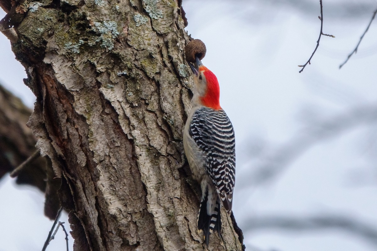 Red-bellied Woodpecker - ML431789591