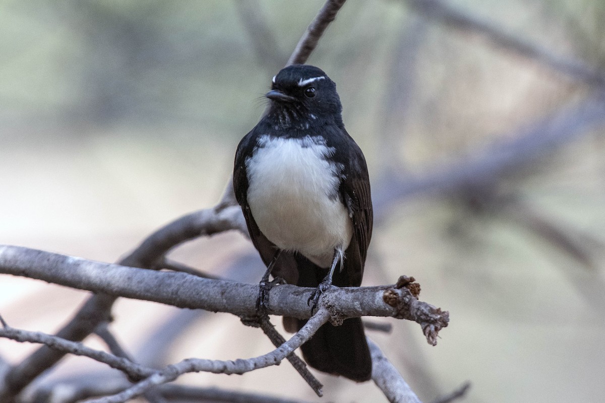 gallaviftestjert - ML431791421