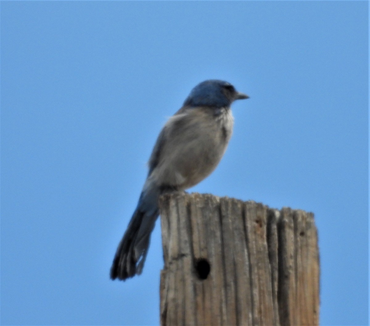 Woodhouse's Scrub-Jay - ML431791561