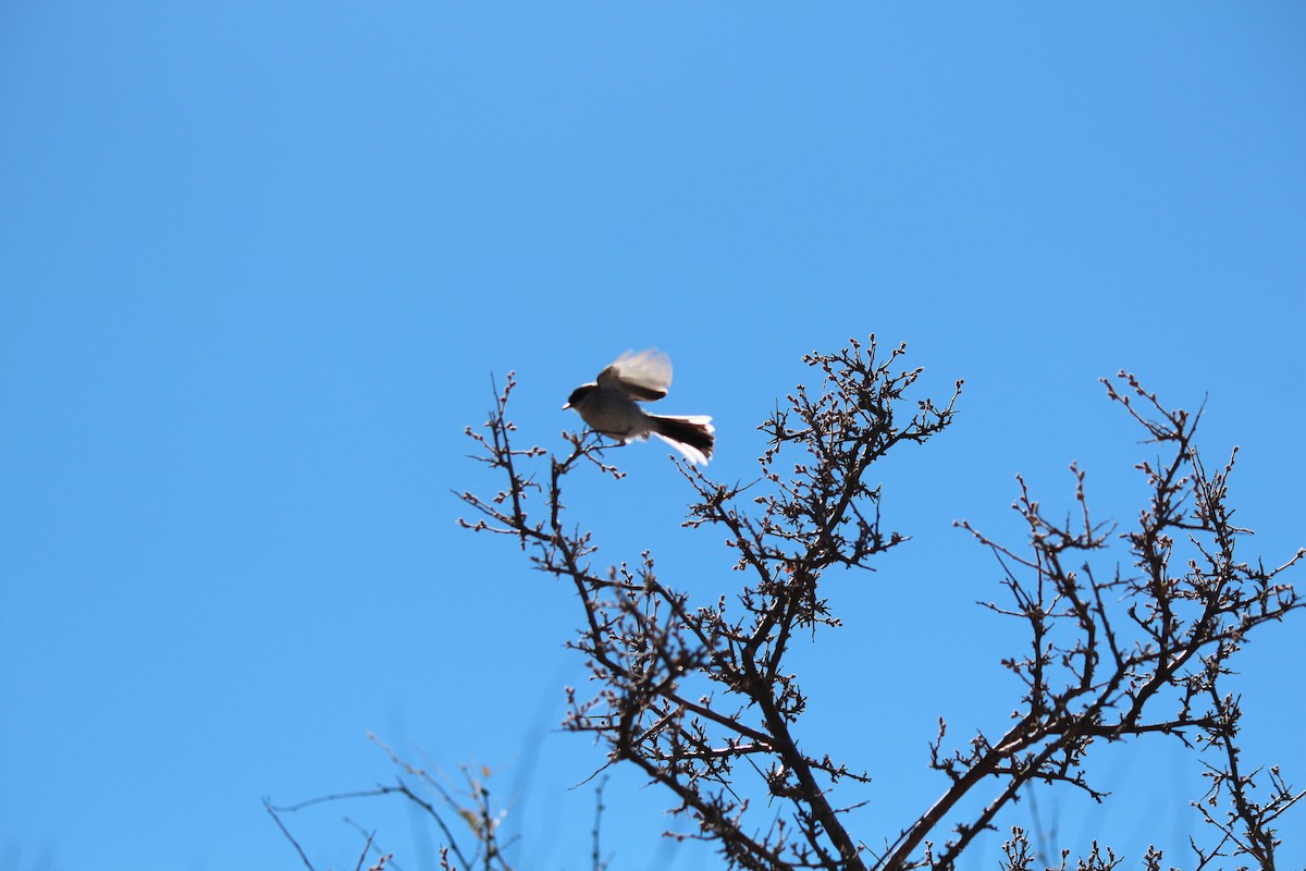 Black-capped Gnatcatcher - ML431792681