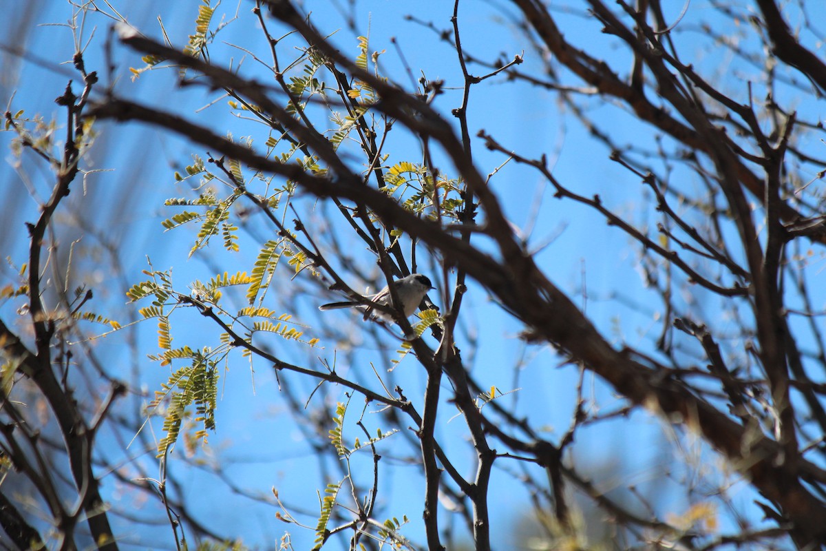 Black-capped Gnatcatcher - ML431792821