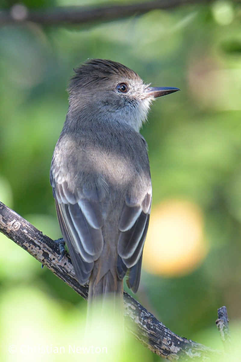 La Sagra's Flycatcher - ML431793581