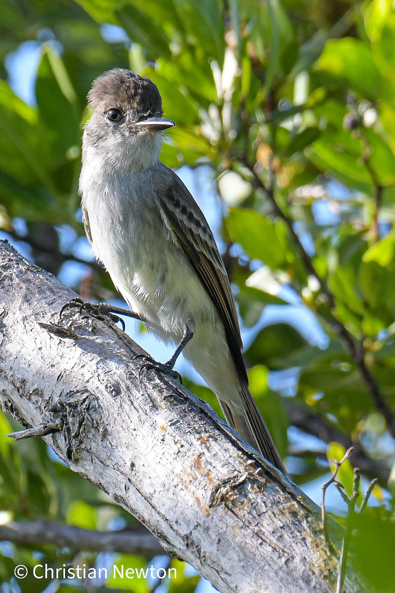 La Sagra's Flycatcher - ML431793621