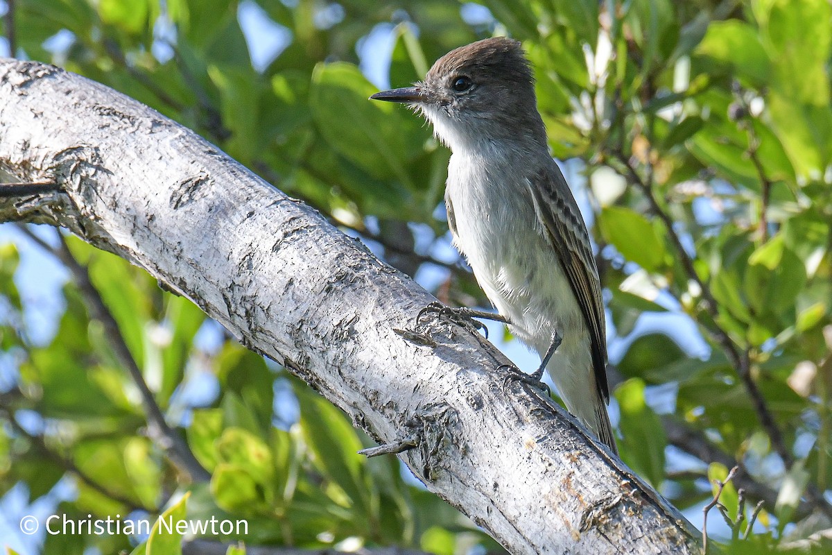 La Sagra's Flycatcher - ML431793631