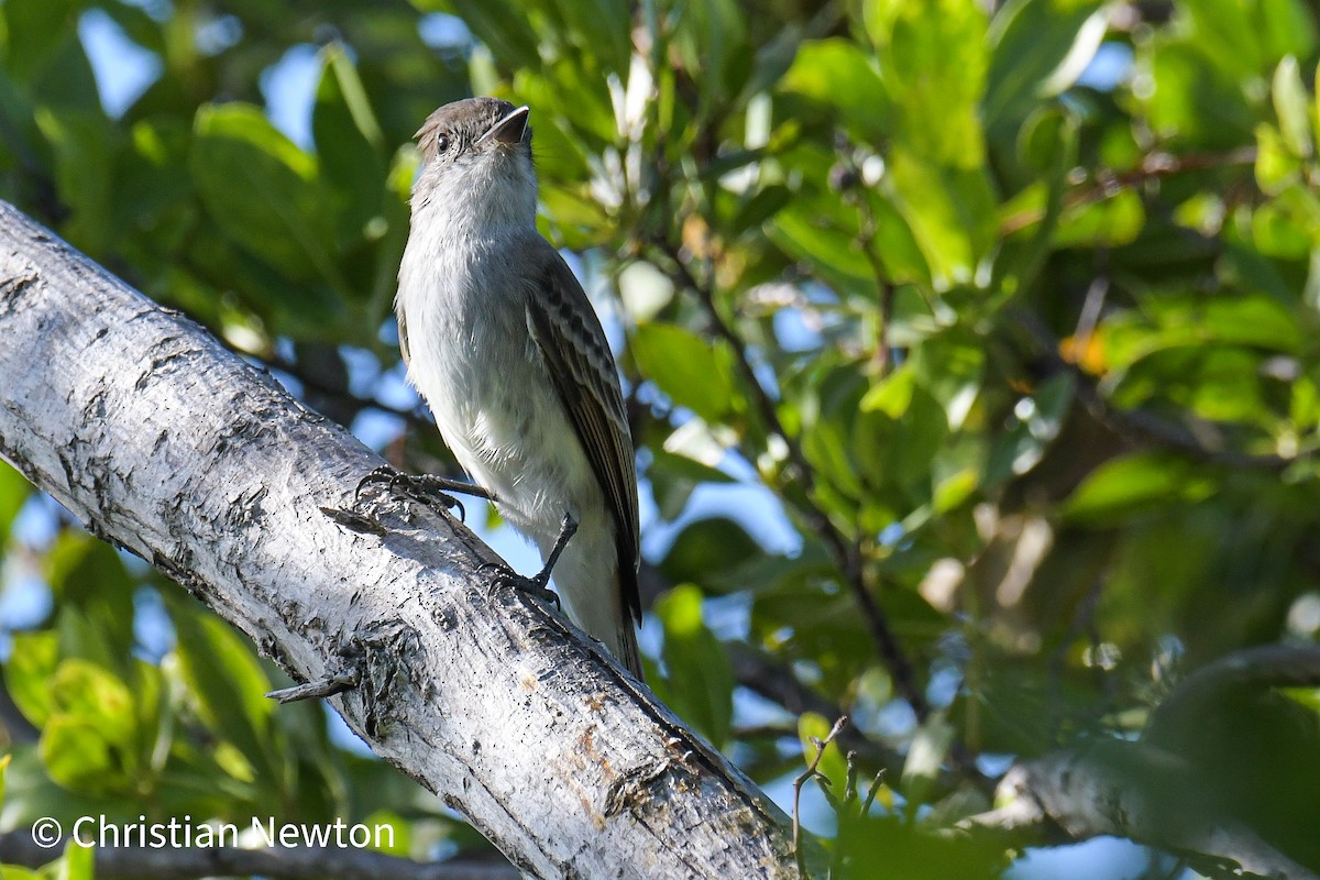 La Sagra's Flycatcher - ML431793701