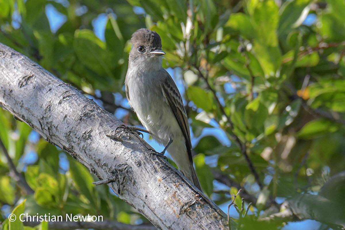 La Sagra's Flycatcher - ML431793731