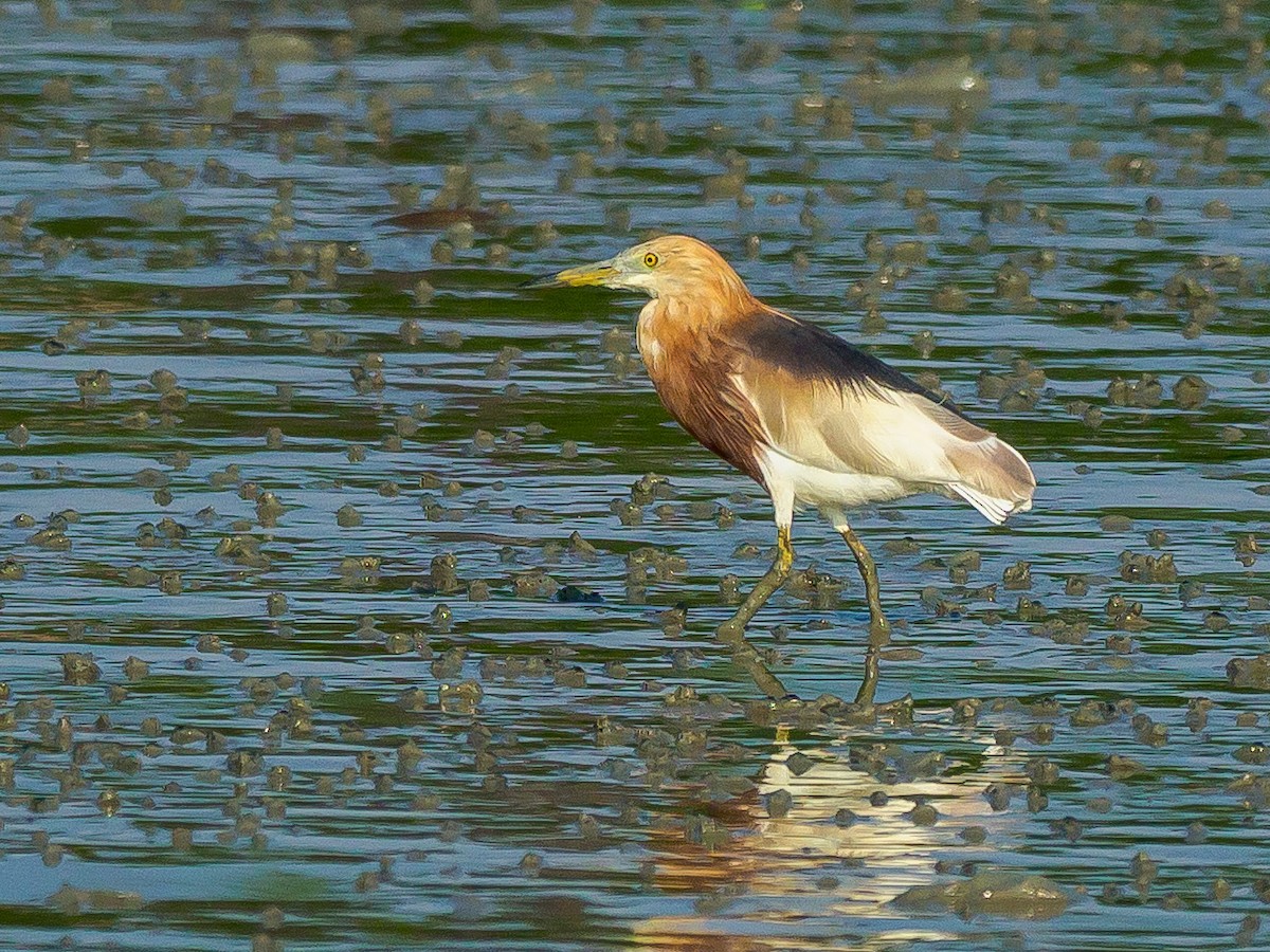 Javan Pond-Heron - ML431794181