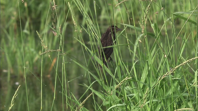 Red-winged Blackbird (Red-winged) - ML431795