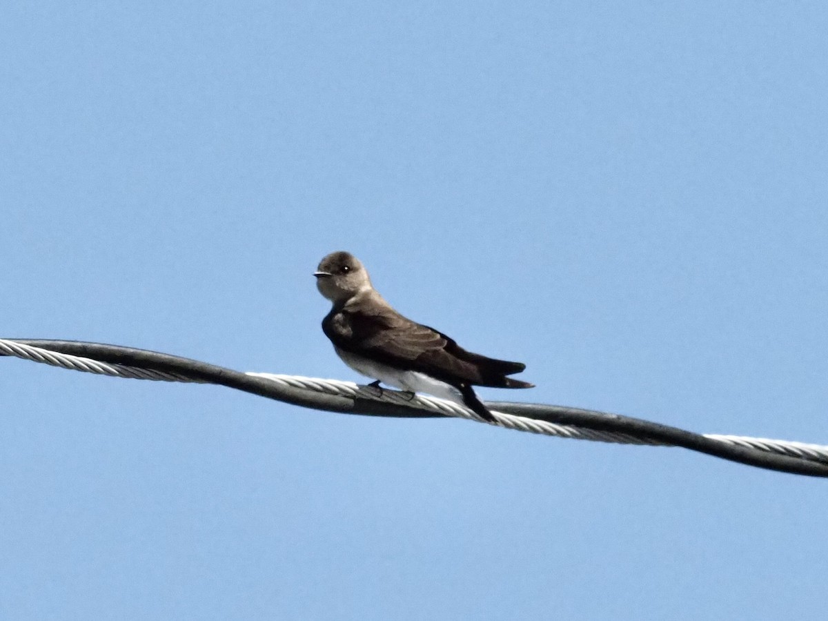 Hirondelle à ailes hérissées - ML431795151