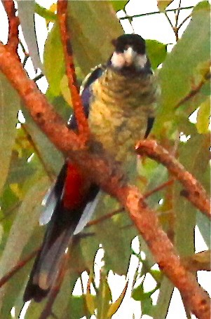 Northern Rosella - Dave Czaplak