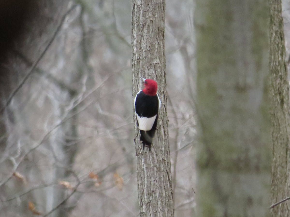 Red-headed Woodpecker - ML431797981