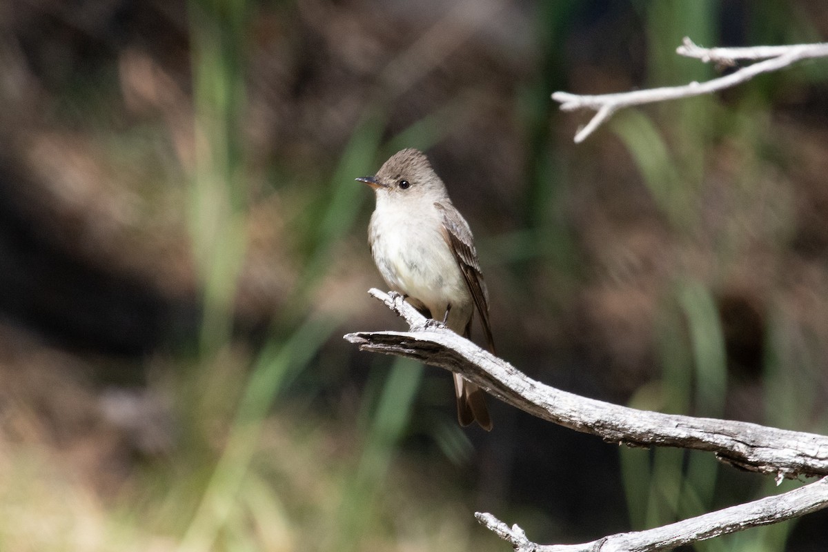 Western Wood-Pewee - ML431798881