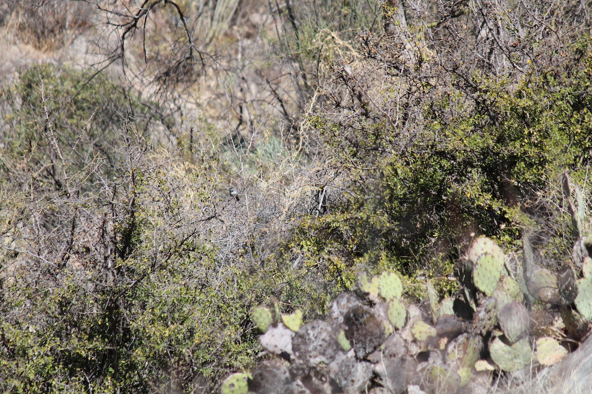 Five-striped Sparrow - ML431799311