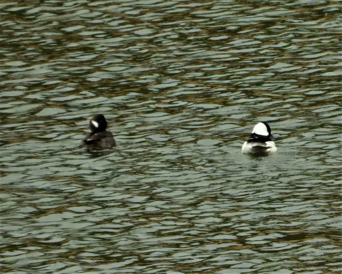 Bufflehead - Janet Cook