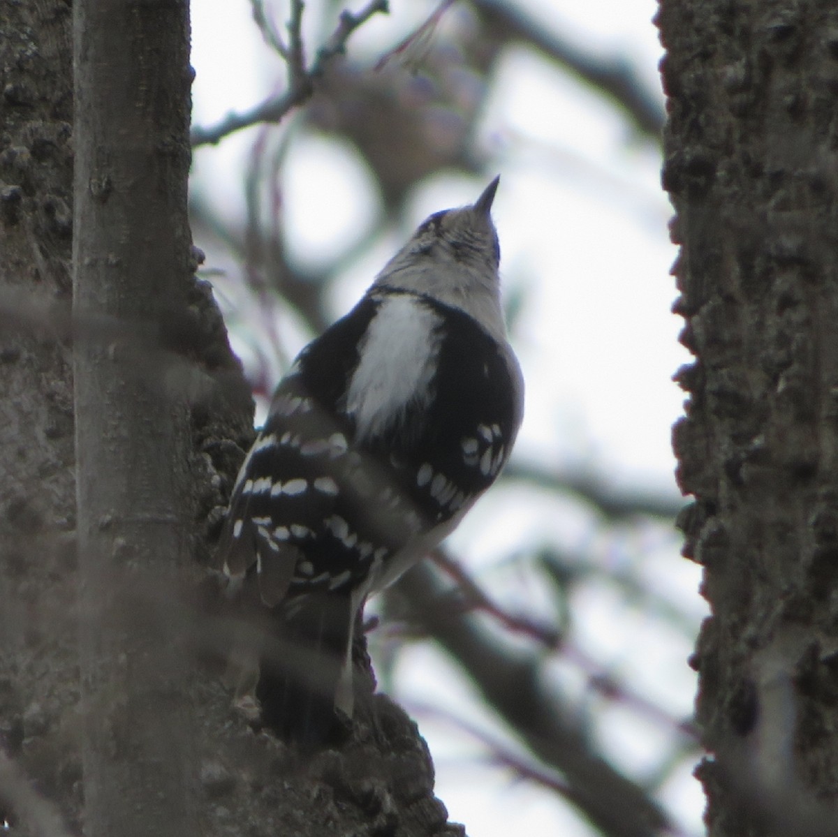 Downy Woodpecker - ML431799691