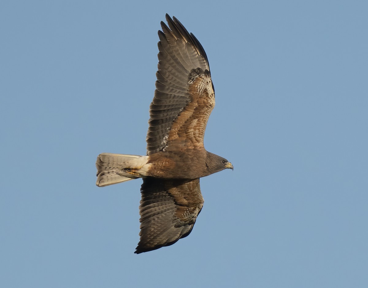 Swainson's Hawk - Jerry Ting