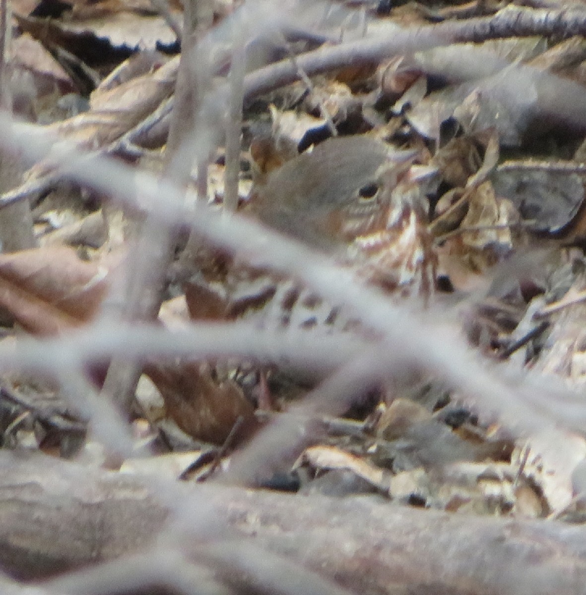 Fox Sparrow - ML431800051