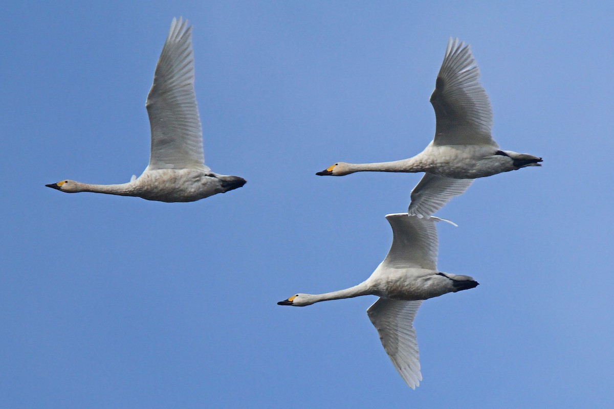 Cygne siffleur - ML43180011