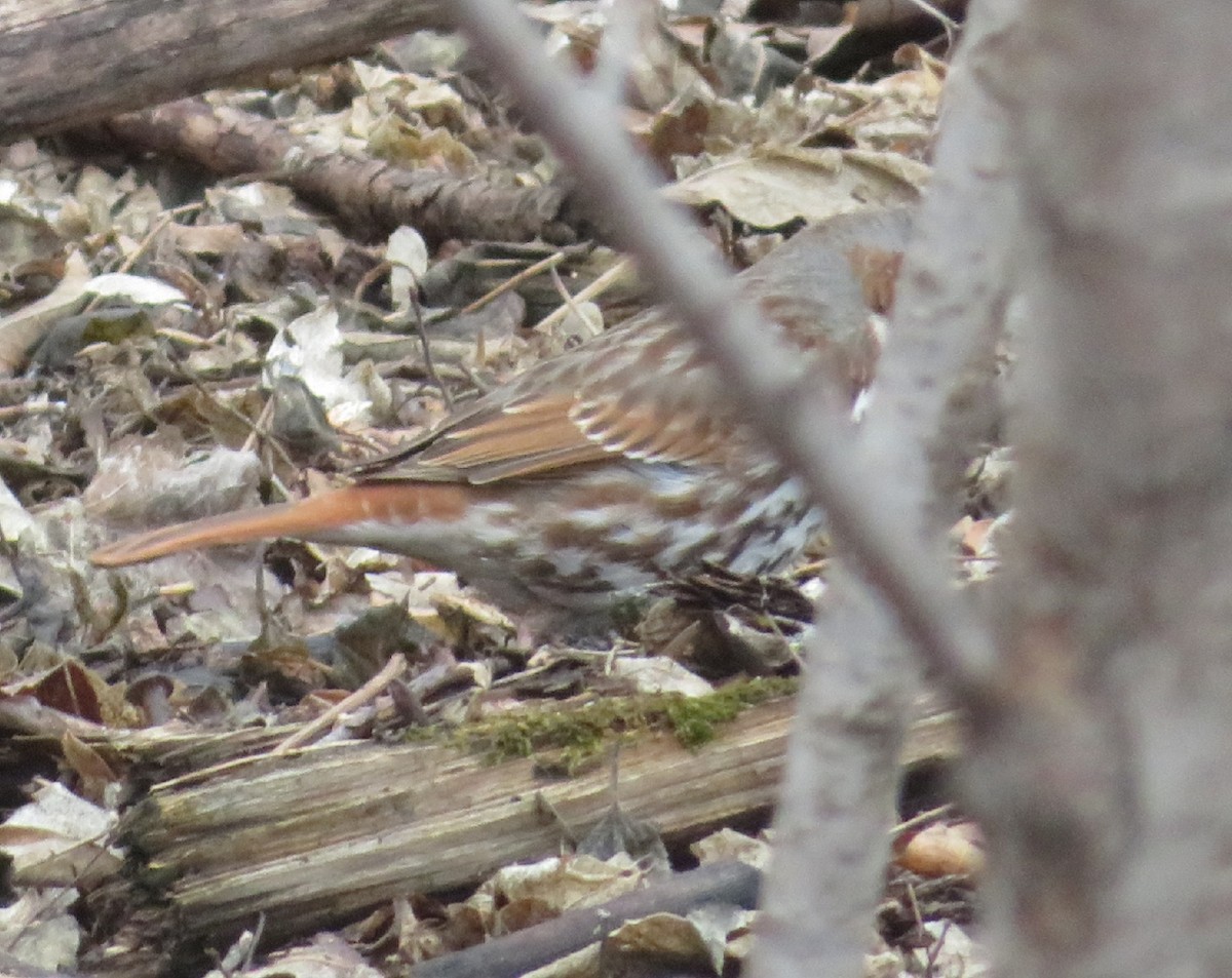 Fox Sparrow - ML431800151