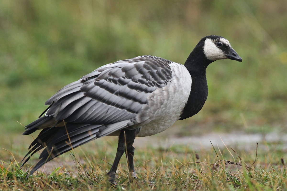 Barnacle Goose - ML43180171