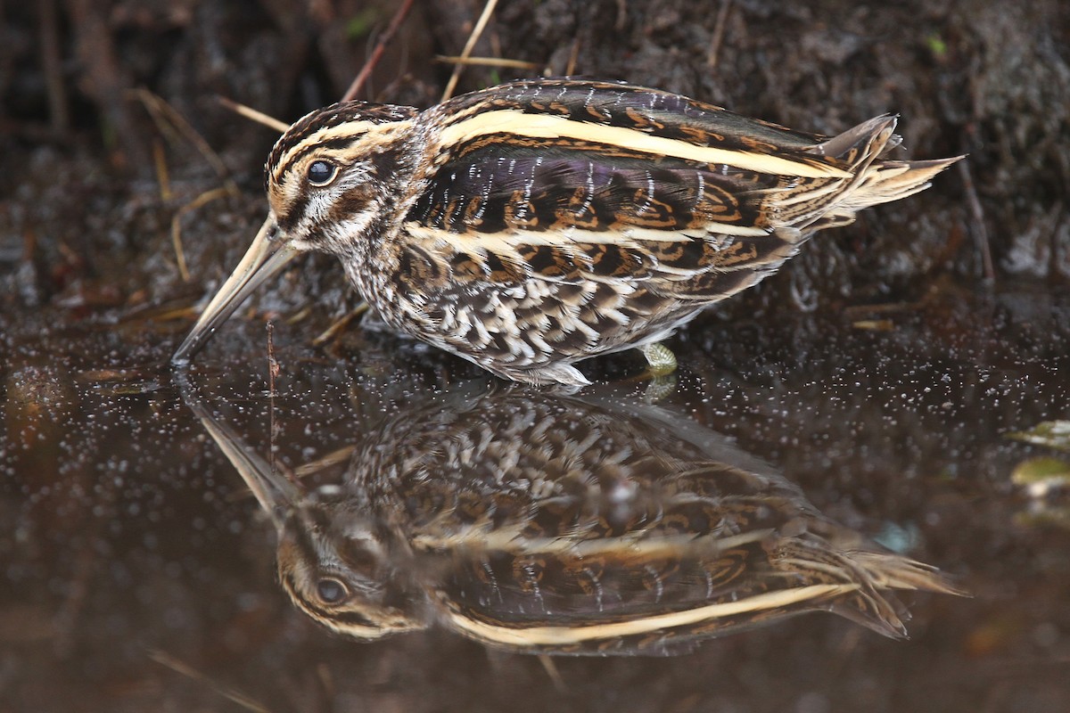 Jack Snipe - ML43180191