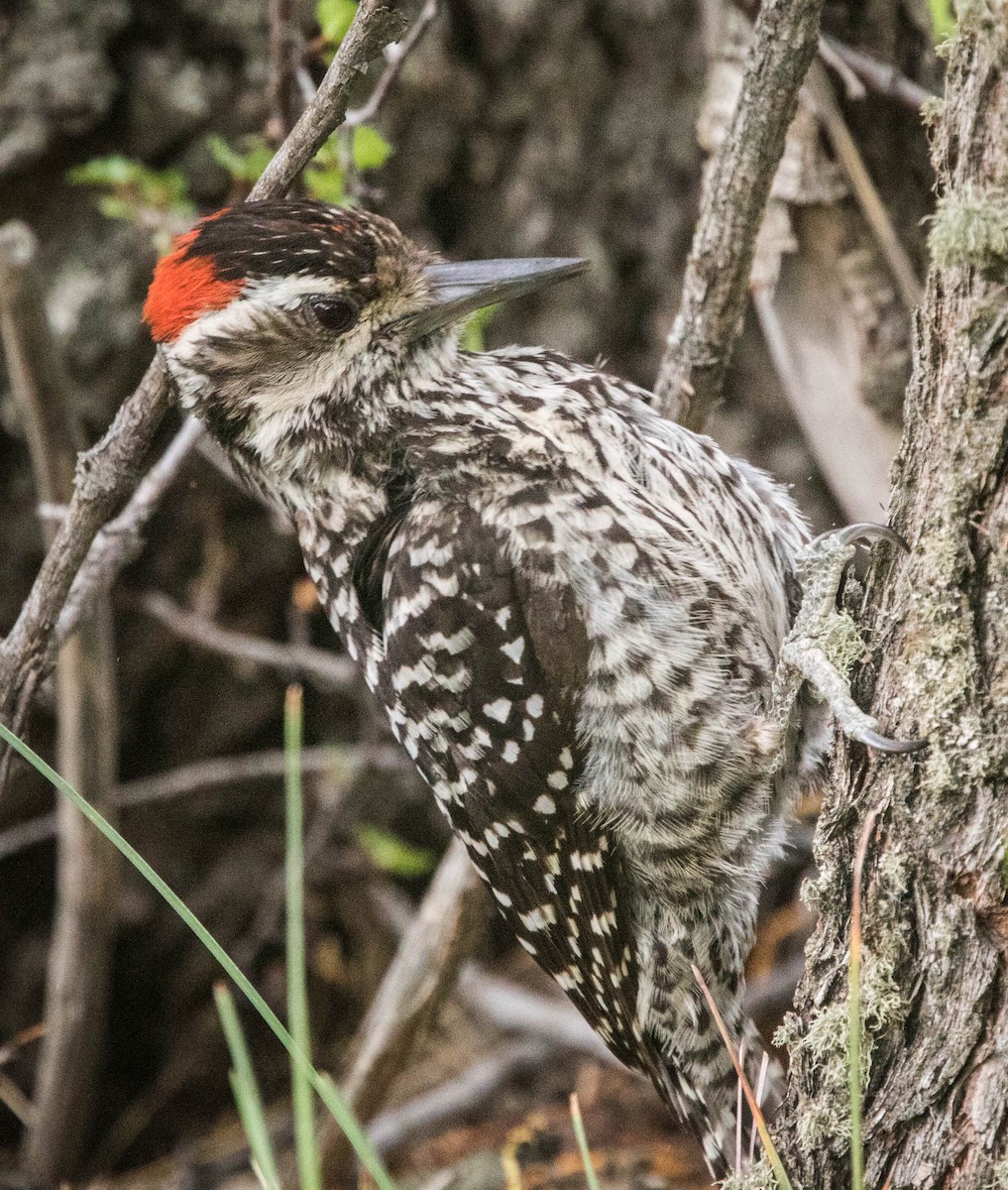 Striped Woodpecker - Jonathan Ley