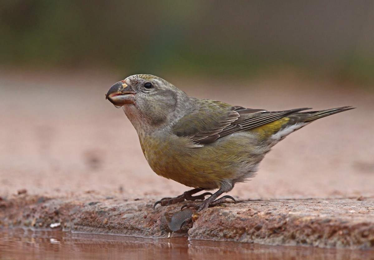 Parrot Crossbill - ML43180251