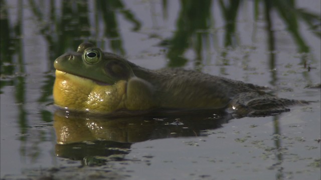 American Bullfrog - ML431803