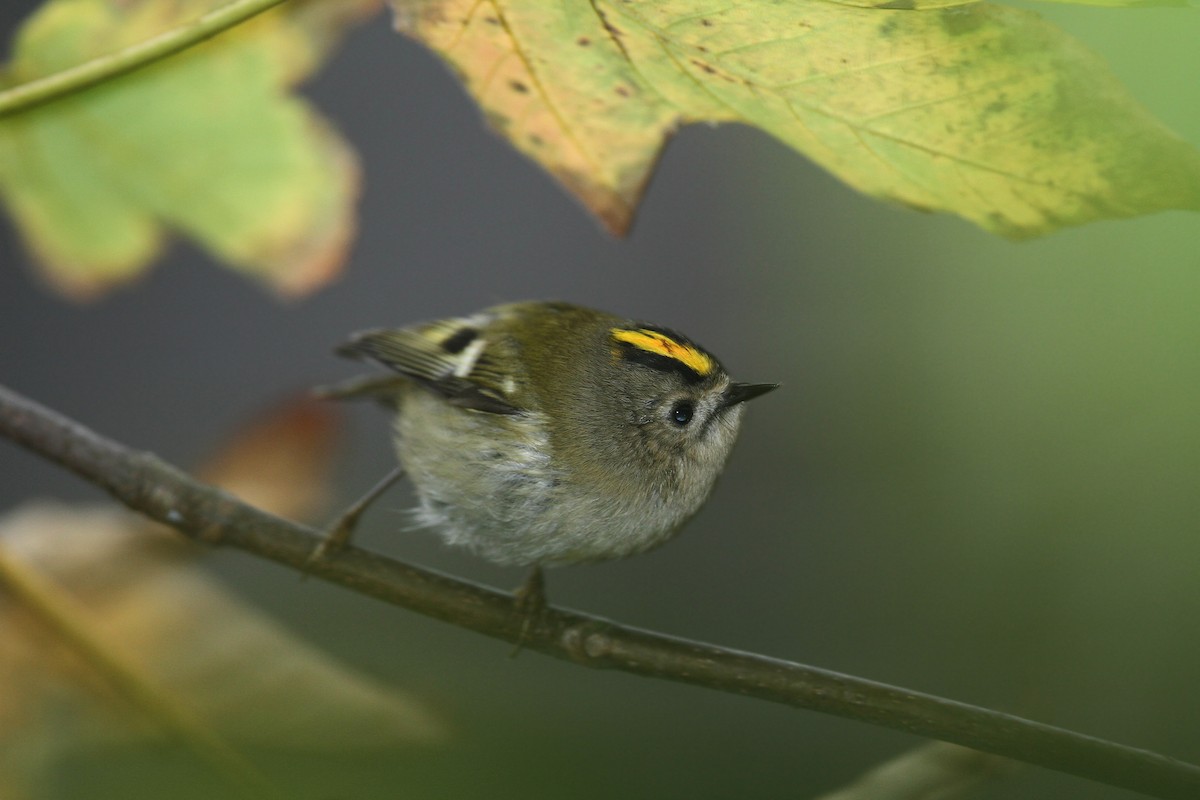 Wintergoldhähnchen - ML43180301