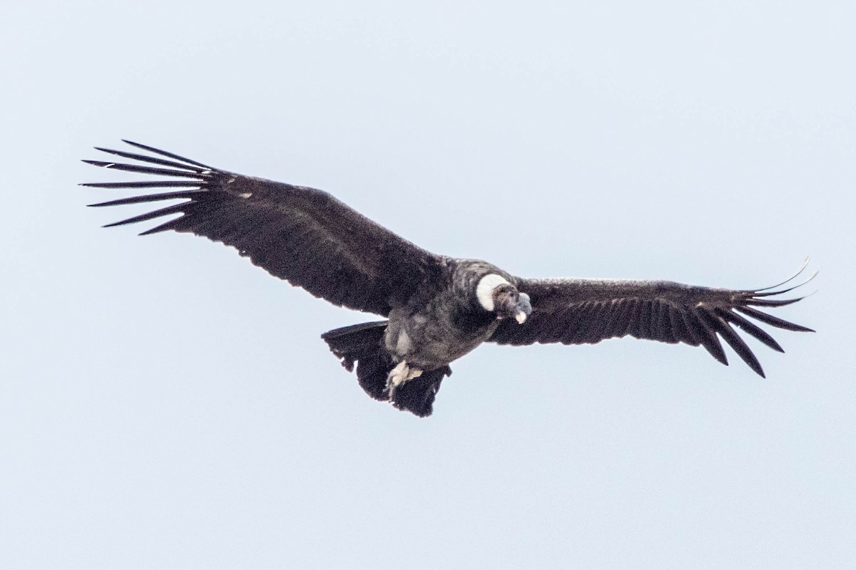 Andean Condor - ML431803151