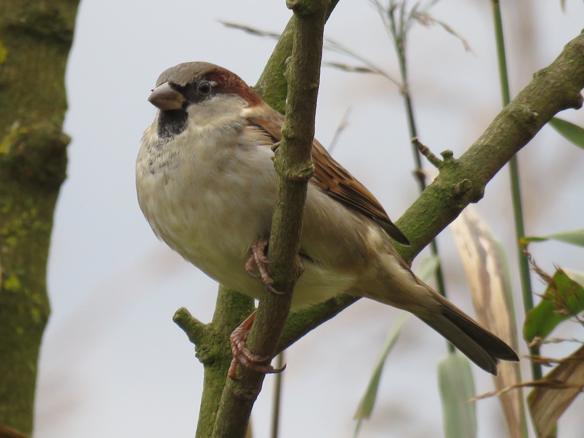 Moineau domestique - ML43180371