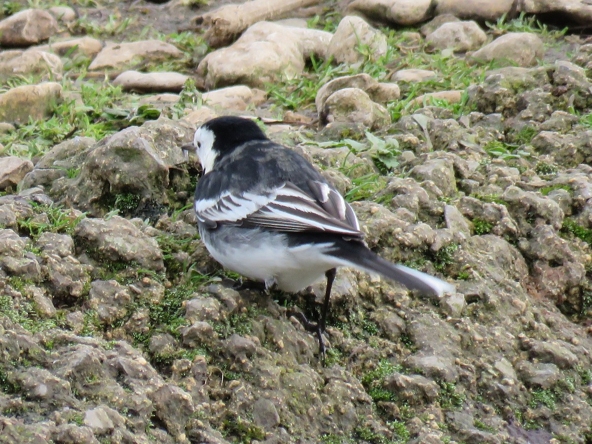 White Wagtail - ML43180381