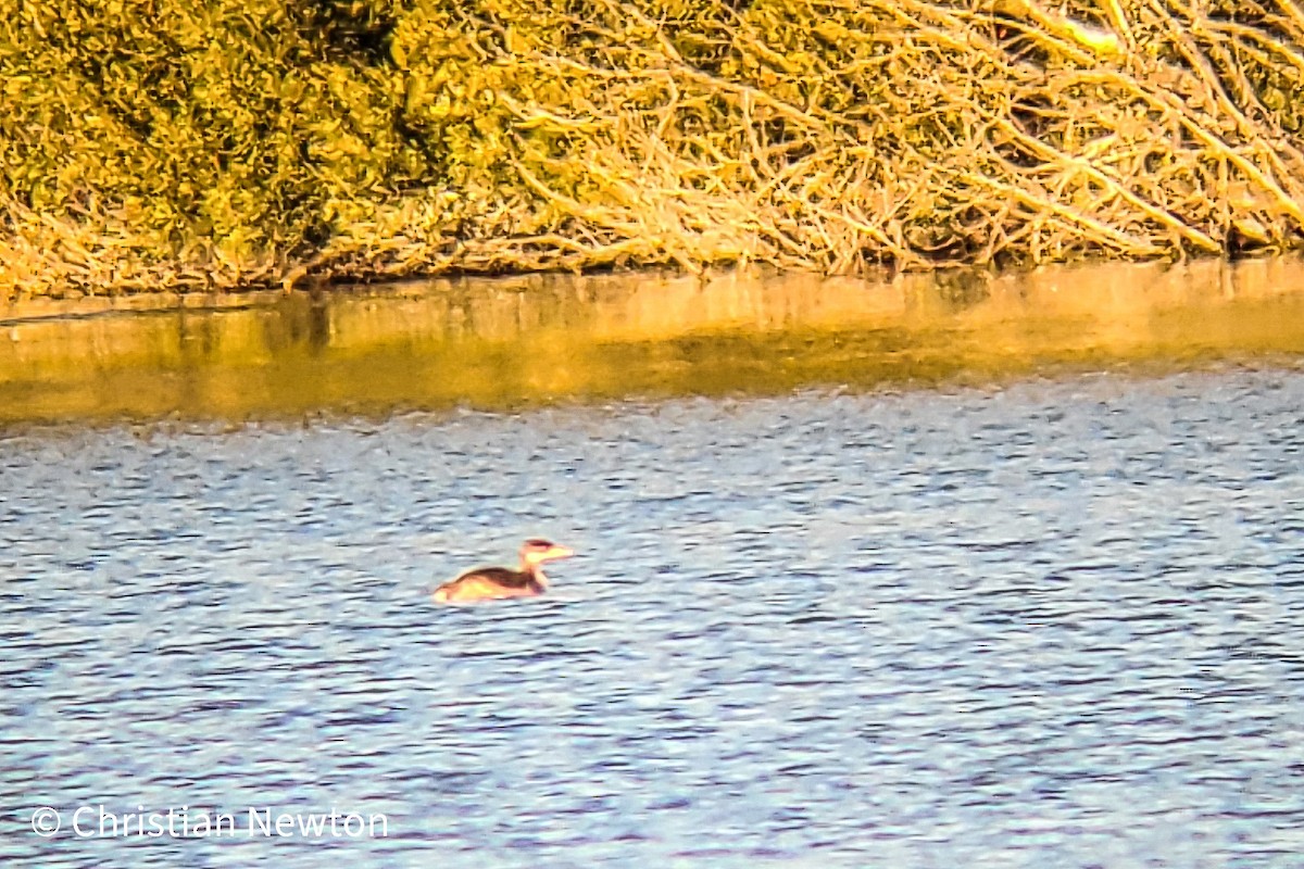 Red-necked Grebe - Christian Newton